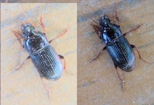 Réf. 269 973 : Harpalus rubripes